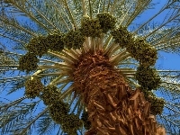 Palma, Liscie