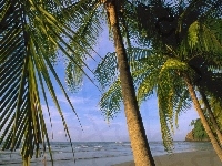 Palmy