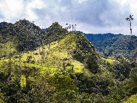 Palmy, Lasy, Wzgórza, Góry, Trawa, Cocora Valley, Kolumbia, Drzewa, Dolina