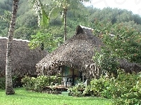 Palmy, Moorea, Hibiscus, Zieleń