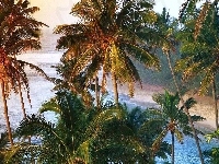 Liście, Palmy, Plaża