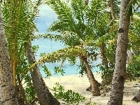 Morze, Palmy, Plaża