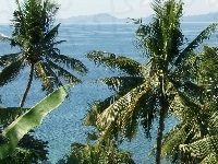 Ocean, Palmy, Filipiny