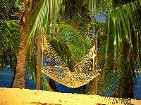 Plaża, Palmy, Hamak
