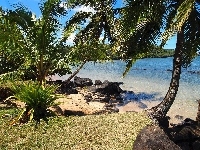Palmy, Ocean, Plaża, Hawaje