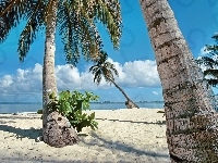 Palmy, Ocean, Plaża, Tropik