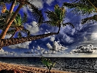 Palmy, Ocean, Plaża, Tropiki