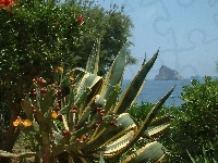 Panarea, Kaktus, Morze, Sycylia