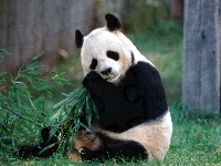 Bambus, Panda, Trawa