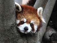 Drzewo, Panda, Czerwona, Pandka ruda