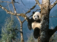 Panda, Drzewo