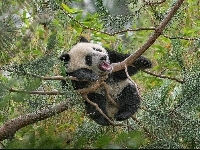 Drzewo, Panda, Las