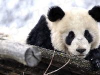 Panda wielka, Drzewo