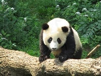 Panda, Kłoda