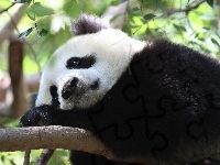 Panda, Konar