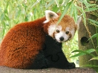 Miś, Panda Czerwona
