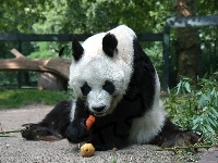 Panda, Głodny, Miś, Marchewka