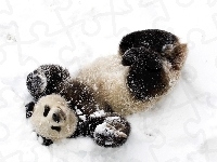 Śnieg, Miś, Panda, Zima