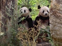 Panda, Dwa, Misie, Drzewa