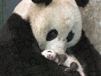 Panda, Młode