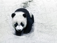 Śnieg, Panda, Zima