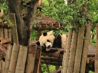 Ogrodzenie, Panda, Drzewa
