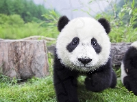 Panda, Trawa