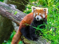 Kłoda, Czerwona panda, Pandka ruda, Liście