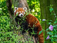 Liście, Pandka ruda, Drzewa, Kwiatek