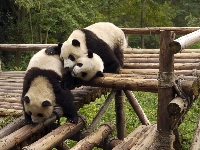 Pandy, Las