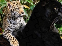 Pantera, Gepard