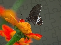 Motyl, Kwiat, Tło, Pomarańczowy, Czarny, Papilio polytes romulus - Indian Common Mormon, Popielate