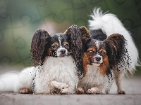 Spaniele kontynentalne miniaturowe Papillon, Psy, Dwa
