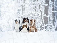 Spaniel kontynentalny miniaturowy Papillon, Cztery, Berneński pies pasterski, Drzewa, Owczarek australijski, Psy, Zima