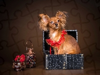 Spaniel kontynentalny miniaturowy Papillon, Piesek, Rudy