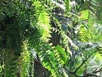 Paprocie