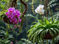 Paprocie, Ogród, Rośliny, AI, Fioletowe, Wiszące, Doniczki, Storczyki, Białe, Kwiaty