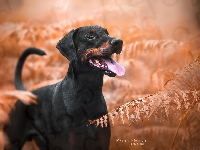 Paprocie, Doberman, Pies