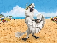 Papuga, Rio, Biała, Plaża