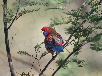 Gałęzie, Rozella królewska, Papuga