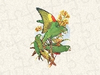Papugi, Zielone, Edward Lear