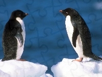 Para, Pingwinów