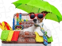 Waliza, Jack russell terrier, Okulary, Parasol, Wakacje