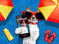 Śmieszne, Okulary, Jack Russell terrier, Telefon, Wakacje, Parasole