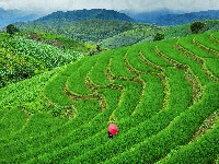 Pa Bong Piang, Kobieta, Chiang Mai, Tajlandia, Wzgórza, Parasolka, Pola, Drzewa, Góry, Tarasy ryżowe