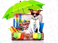 Jack Russell terrier, Walizka, Śmieszne, Wakacje, Pies, Okulary, Parasolka