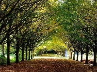 Aleja, Park, Drzewa