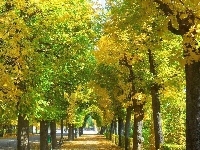Alejka, Park, Jesień