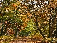 Park, Puszkin, Jesień, Alejki, Aleksandrowski