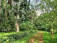 Ścieżka, Park, Palmy